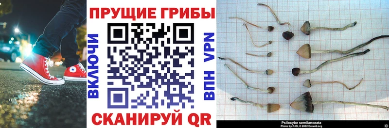 мега   Тихвин  Псилоцибиновые грибы мухоморы 